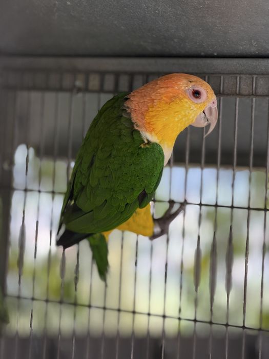 CEDO MACHO 2024 MARIANIHA CABEÇA CANELA