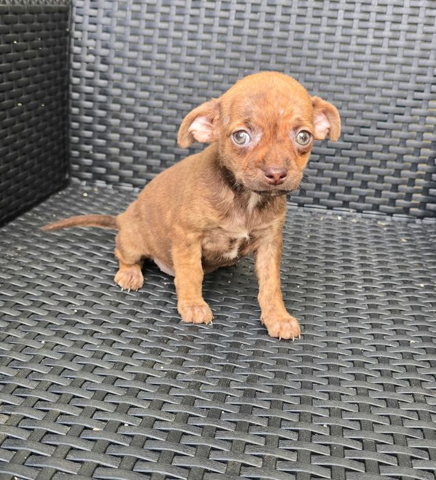Pinscher Miniatura macho olhos Verdes