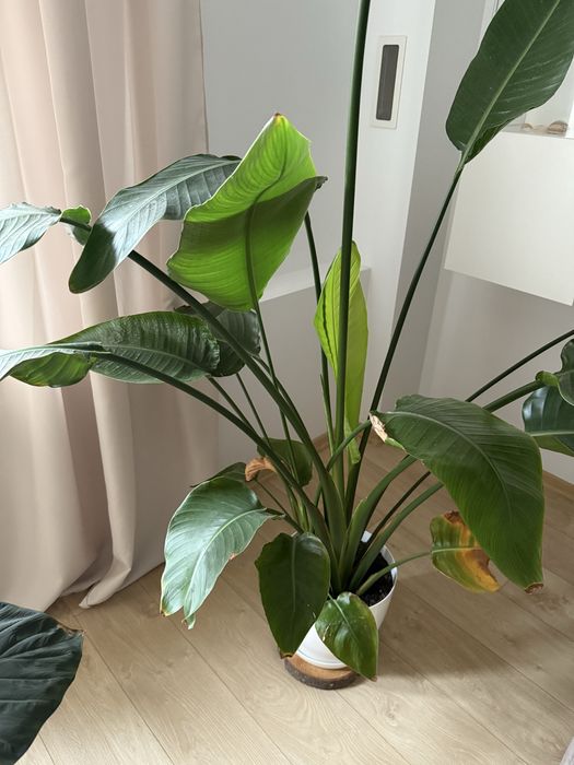 Kwiat doniczkowy strelicja królewska rajski ptak