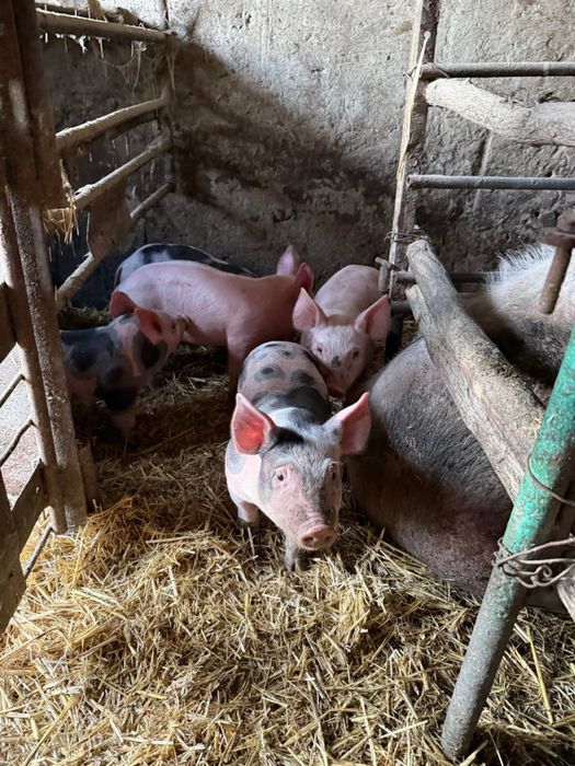 Поросята Петрен (1 месяц)