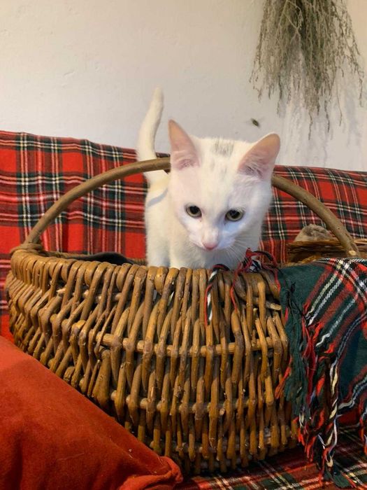 5 miesieczna sliczna koteczka do adopcji