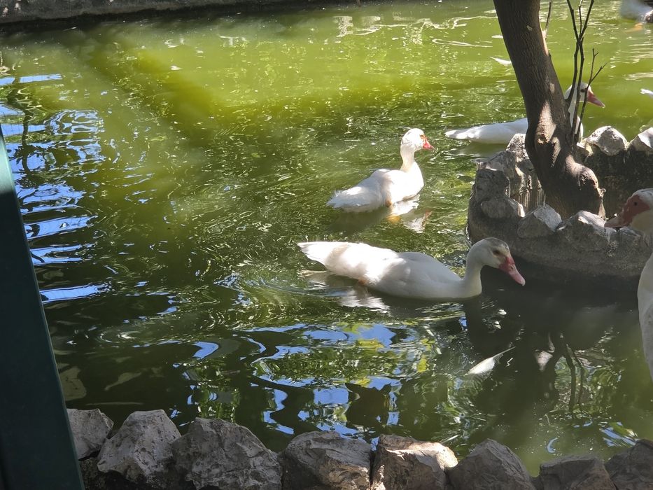 Patos mudos brancos