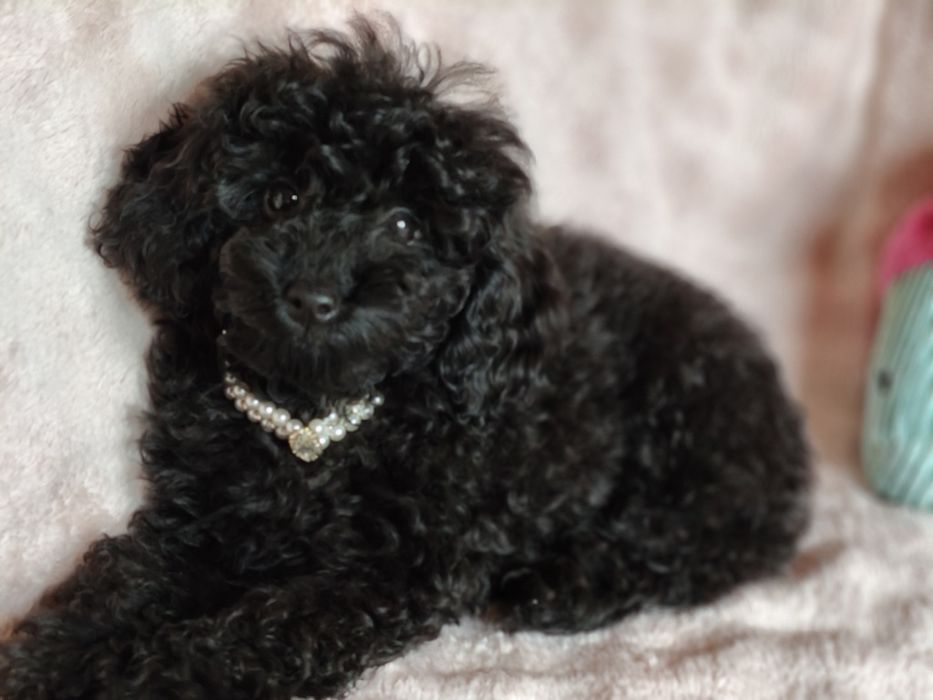 Suczka pudel do odbioru