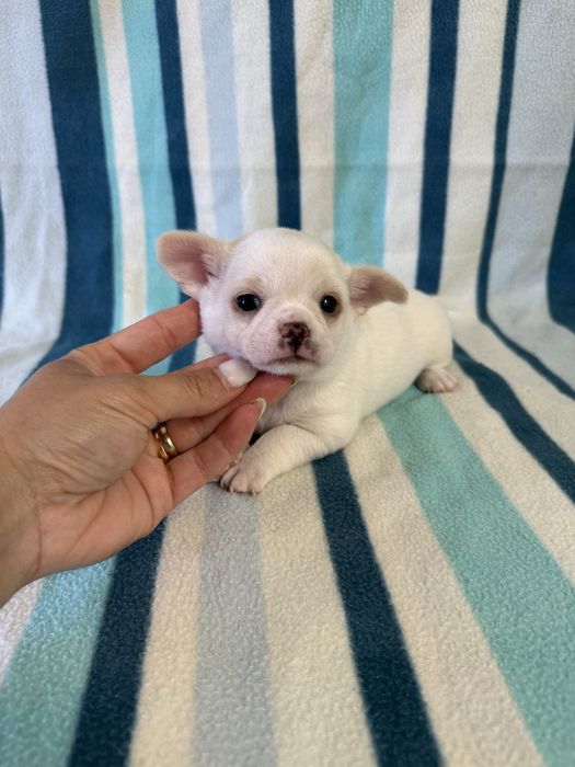 Excelente mini menino Chihuahua/Chiuaua de Qualidade, Linhagem Russa