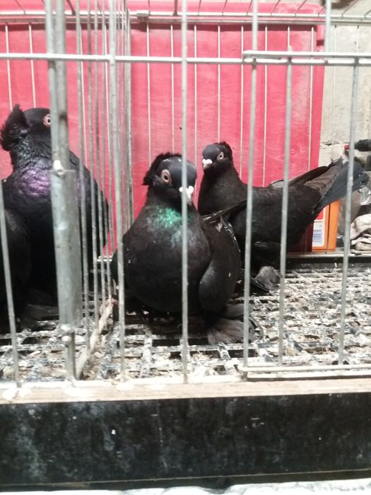 Wywrotki fajfry gołębie