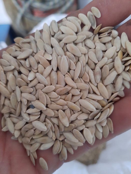 Насіння Огірка «ніжинський» ціна за кілограм