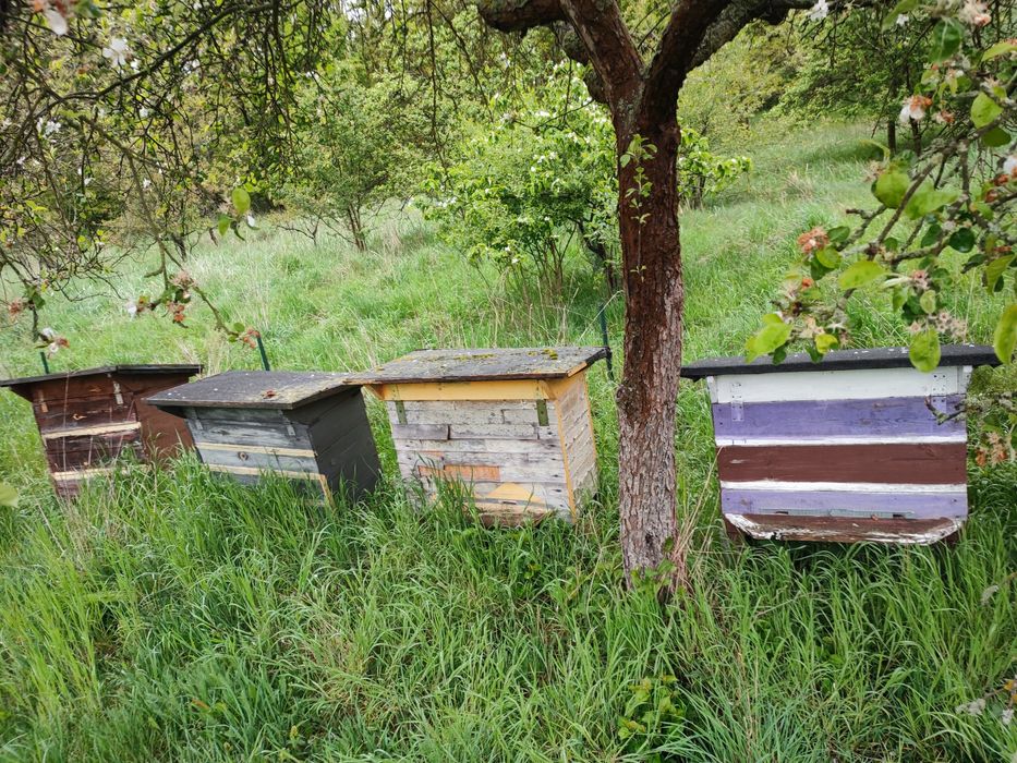 Ule 15 szt warszawskie