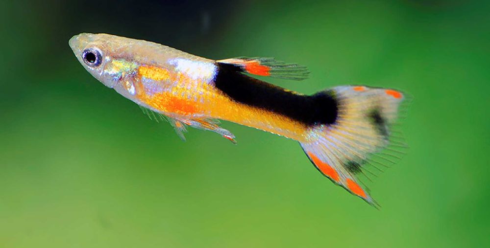 Gupik Endlera odmiana RED CHEST - Poecilia wingei - dowóz, wysyłka