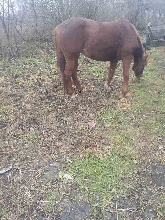 Продається кобила!