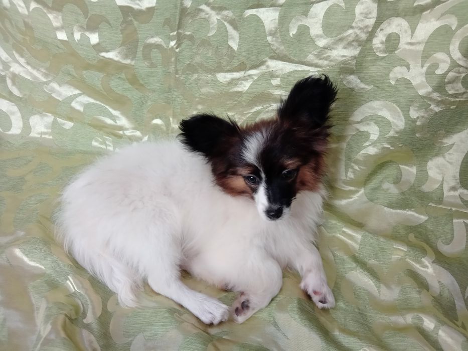 Детки папильонов.