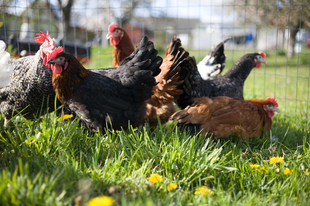 Kurki kokoszki nioski rasy Rosa kolorowa na wybieg
