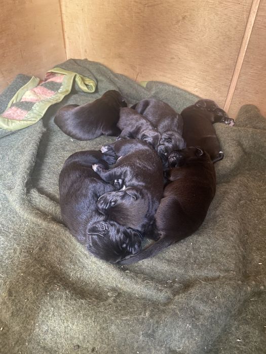 Cães para oferecer