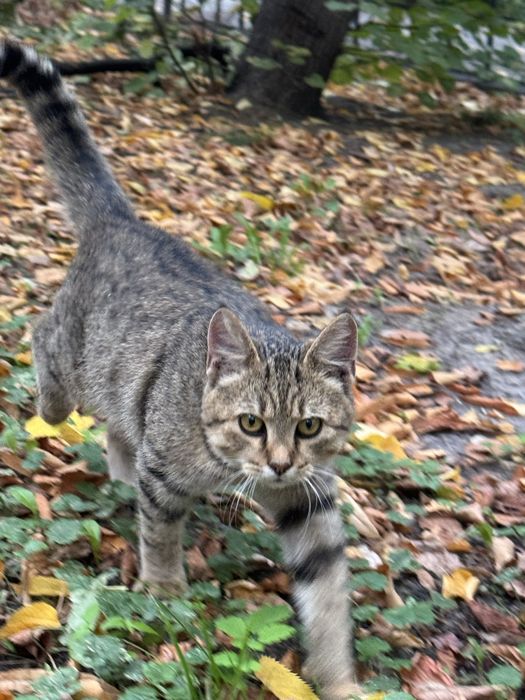 Котик безкоштовно у вашу родину