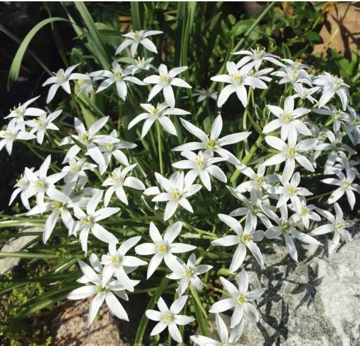 Квіти зірочки птахомолочник орнітогалум