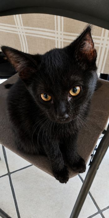 Kotki do adopcji