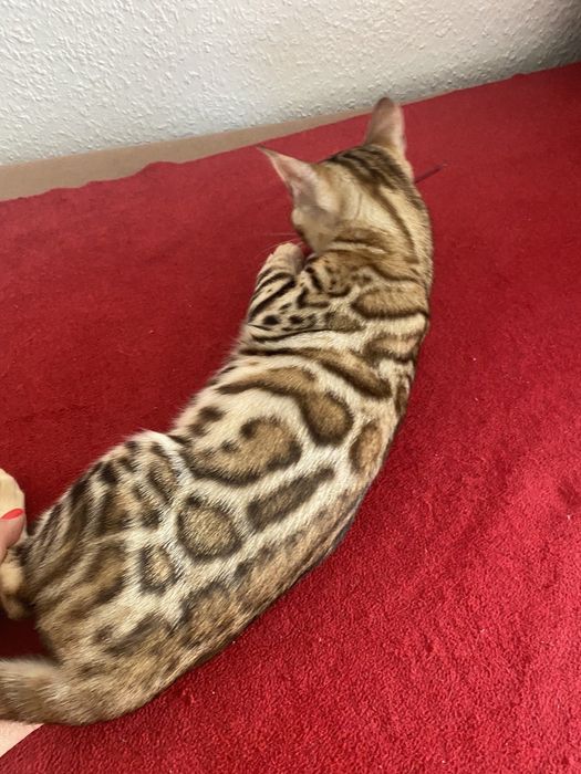 Бенгальськие котята, кошечка бенгалы. Официальный питомник!