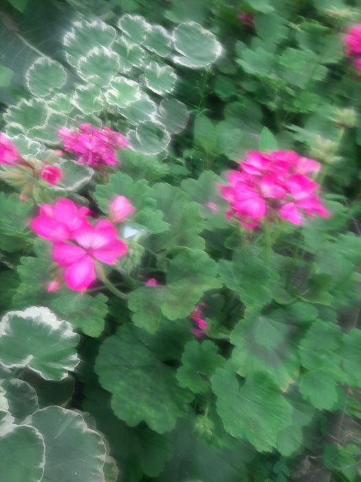 Кімнатні вазони пеларгонії