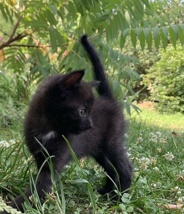 Бесплатно маленькие котики.