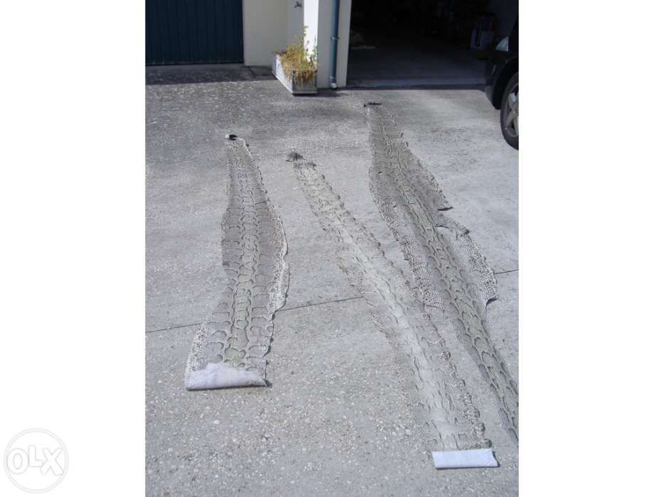 Peles de cobra bem curtidas