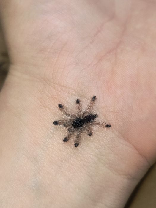 Pająk ptasznik Avicularia juruensis (ex. Peru purple) L1