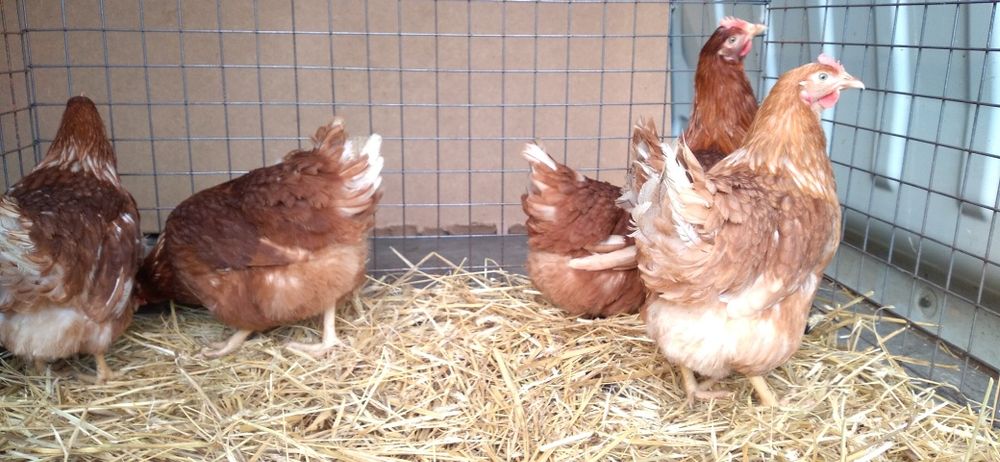 Kury Nioski Bovans 22 tygodnie. Wysyłka na całą Polske.