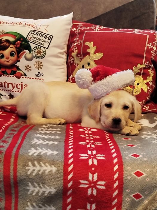 Labrador retriever szczenięta