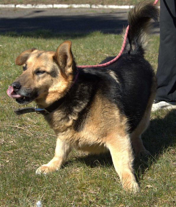 Majki - pies do adopcji!