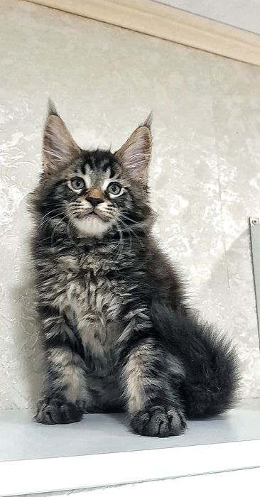 роскошная чистокровная  Мейн-кун из элитной вязки. Чистокровная,