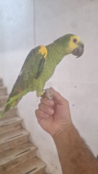Papagaio astiva macho.
