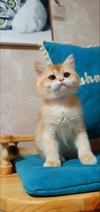 золотая британская шиншилла