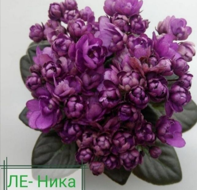Фіалки, сенполія, мини фиалки, дітки фіалок