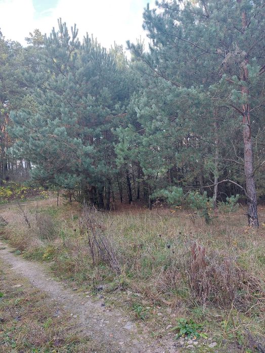 Działka budowlana Rabinówka - Widok 3
