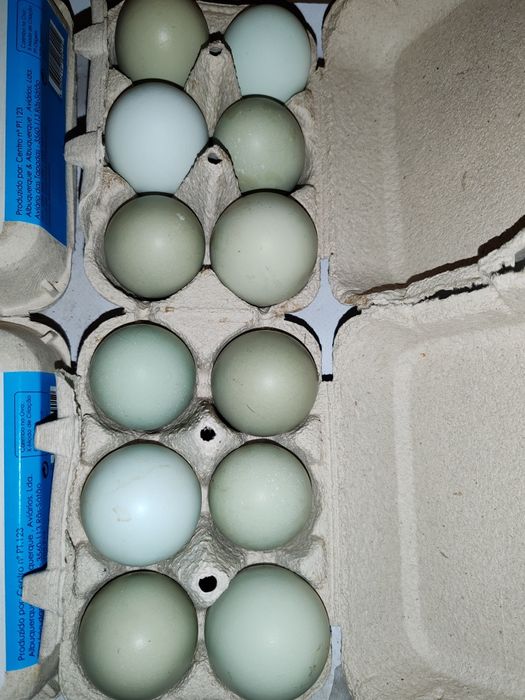 Ovos de cor verdes e azuis