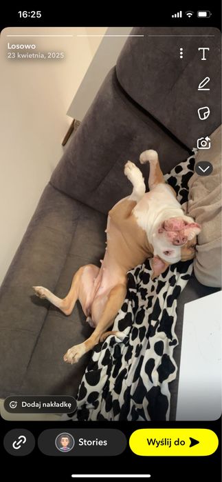 Amstaff (American Staffordshire Terrier) do adopcji.