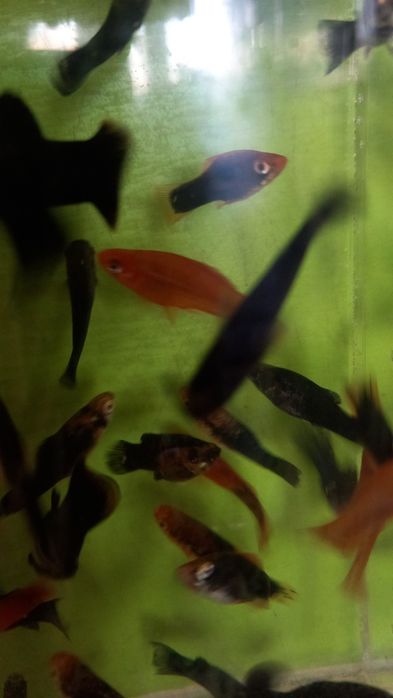 Продам рыбок собственного разведения.