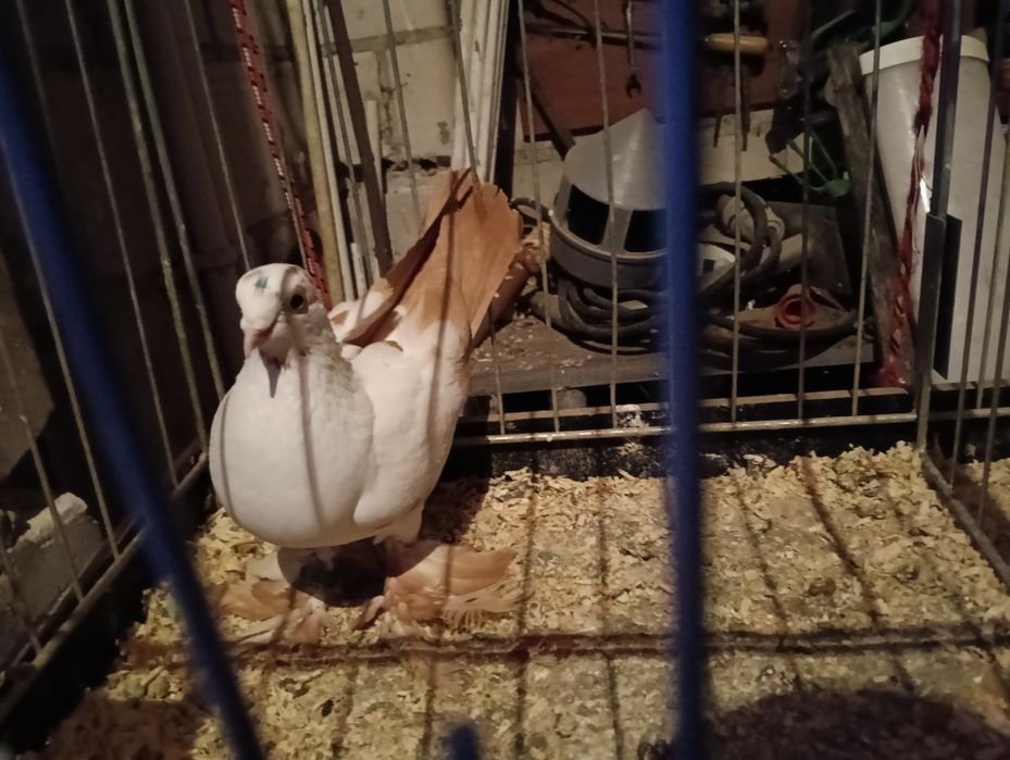 Gołębie widyny czarny i żółta