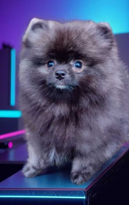 Обаяшка пом. шпиц.