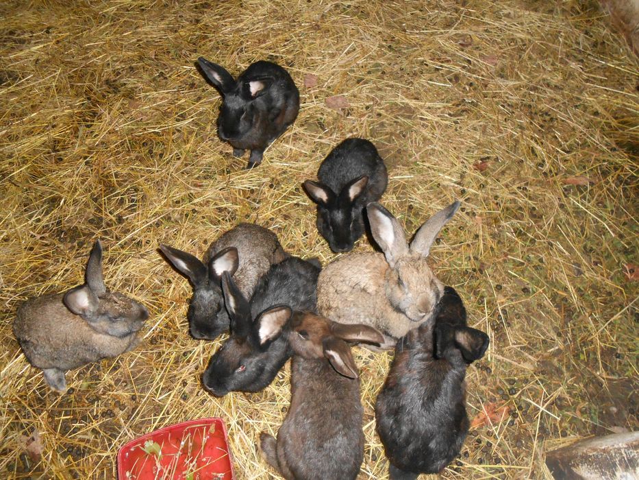 Sprzedam króliki hodowlane