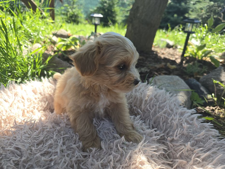 Maltipoo mini maleńki chłopiec