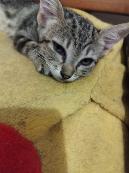 Gatinhos para adoção responsável