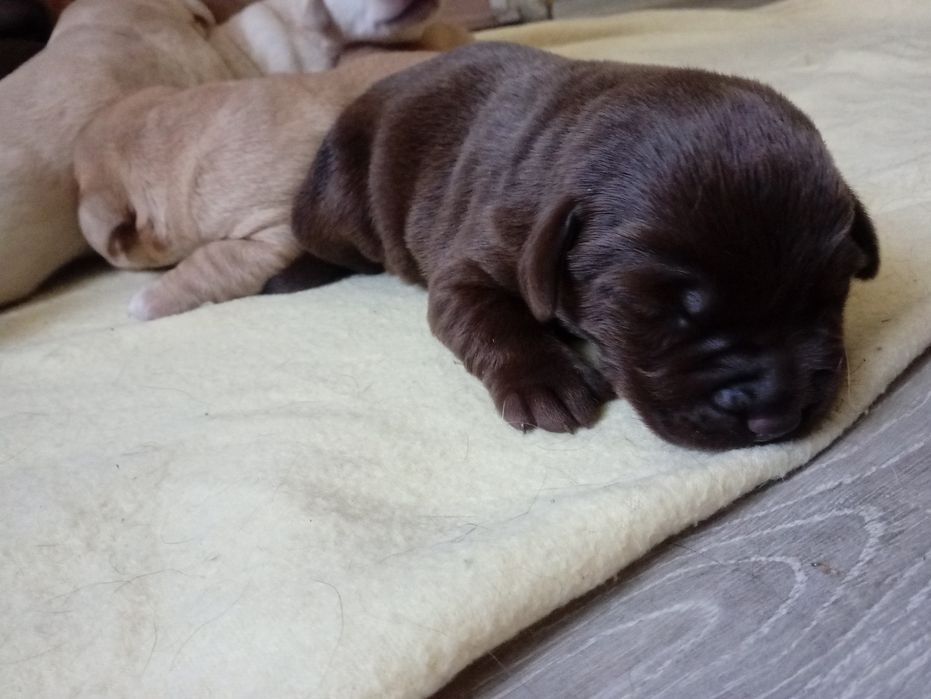 Labradorki do oddania