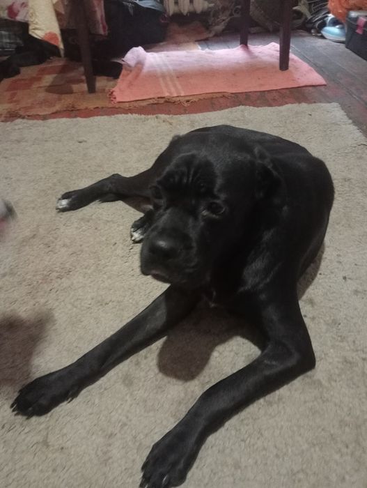 Продам собаку кане-корсо