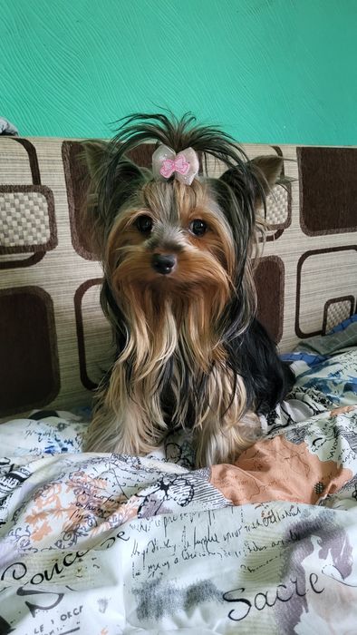 Йорк  мальчишки и девочки