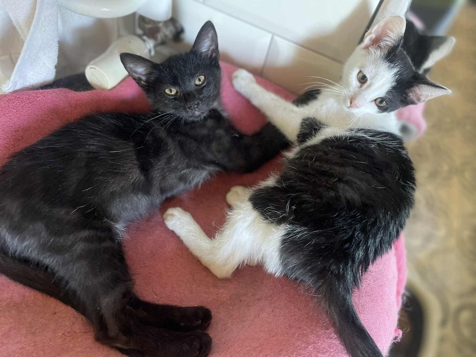 Półroczne kocurki szukają miłości