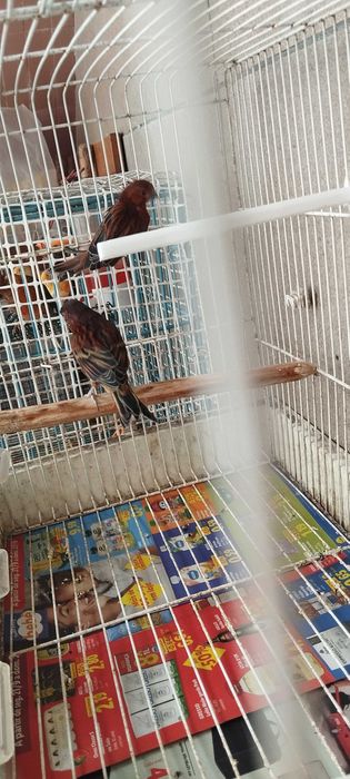 Canários de várias raças