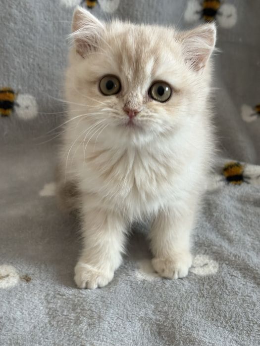 Dziewczynka brytyjska