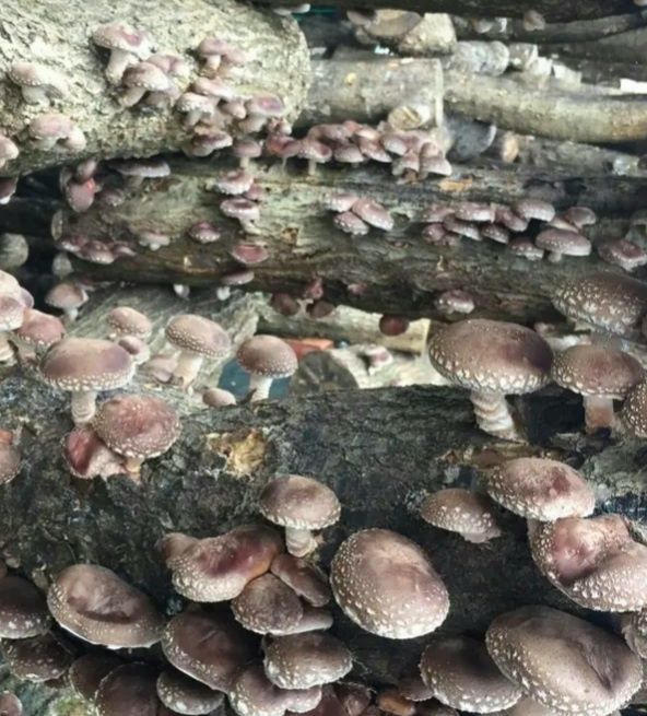 Cogumelos Shiitake frescos