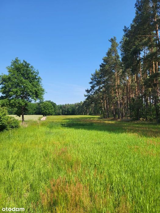 Działki budowlane nad Zalewem Bledzewskim. Las, jezioro i natura. - Więcej
