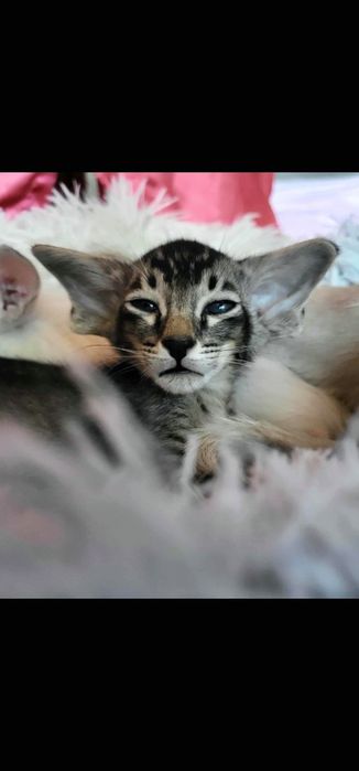 Kot orientalny paterbald