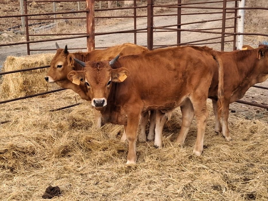 Animais de raça Cachena